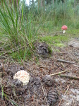 FZ020114 Fly Agaric (Amanita muscaria) mushroom.jpg